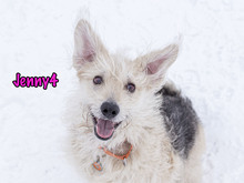 JENNY4, Hund, Mischlingshund in Russische Föderation - Bild 5