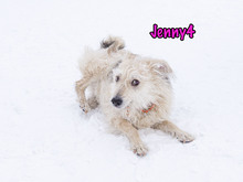 JENNY4, Hund, Mischlingshund in Russische Föderation - Bild 6