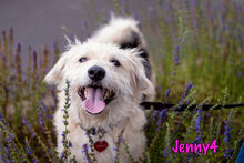 JENNY4, Hund, Mischlingshund in Russische Föderation - Bild 7