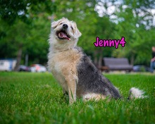 JENNY4, Hund, Mischlingshund in Russische Föderation - Bild 8