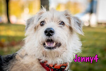 JENNY4, Hund, Mischlingshund in Russische Föderation - Bild 9