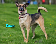ROMA, Hund, Mischlingshund in Russische Föderation - Bild 1