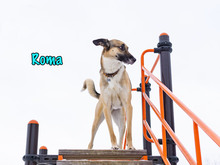 ROMA, Hund, Mischlingshund in Russische Föderation - Bild 10