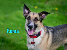 ROMA, Hund, Mischlingshund in Russische Föderation - Bild 11