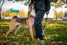 ROMA, Hund, Mischlingshund in Russische Föderation - Bild 12