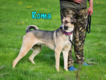 ROMA, Hund, Mischlingshund in Russische Föderation - Bild 13