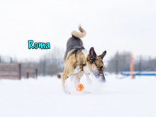 ROMA, Hund, Mischlingshund in Russische Föderation - Bild 14