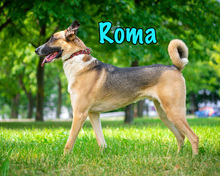 ROMA, Hund, Mischlingshund in Russische Föderation - Bild 15