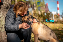 ROMA, Hund, Mischlingshund in Russische Föderation - Bild 16