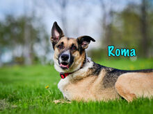 ROMA, Hund, Mischlingshund in Russische Föderation - Bild 17