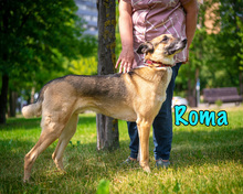 ROMA, Hund, Mischlingshund in Russische Föderation - Bild 18