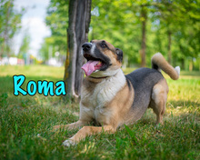 ROMA, Hund, Mischlingshund in Russische Föderation - Bild 19