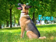ROMA, Hund, Mischlingshund in Russische Föderation - Bild 2