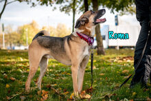 ROMA, Hund, Mischlingshund in Russische Föderation - Bild 20