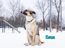 ROMA, Hund, Mischlingshund in Russische Föderation - Bild 21