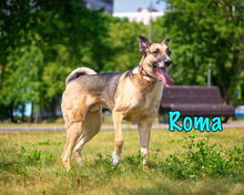 ROMA, Hund, Mischlingshund in Russische Föderation - Bild 22
