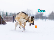 ROMA, Hund, Mischlingshund in Russische Föderation - Bild 23