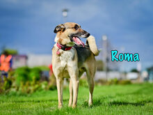 ROMA, Hund, Mischlingshund in Russische Föderation - Bild 24