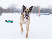 ROMA, Hund, Mischlingshund in Russische Föderation - Bild 25