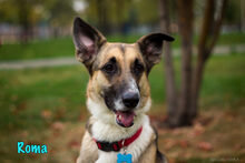 ROMA, Hund, Mischlingshund in Russische Föderation - Bild 26