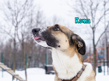 ROMA, Hund, Mischlingshund in Russische Föderation - Bild 28