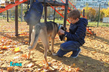 ROMA, Hund, Mischlingshund in Russische Föderation - Bild 29