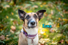 ROMA, Hund, Mischlingshund in Russische Föderation - Bild 3