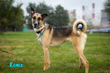 ROMA, Hund, Mischlingshund in Russische Föderation - Bild 30