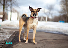 ROMA, Hund, Mischlingshund in Russische Föderation - Bild 31