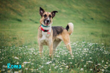 ROMA, Hund, Mischlingshund in Russische Föderation - Bild 32