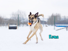 ROMA, Hund, Mischlingshund in Russische Föderation - Bild 33