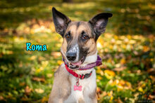 ROMA, Hund, Mischlingshund in Russische Föderation - Bild 34