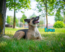 ROMA, Hund, Mischlingshund in Russische Föderation - Bild 35