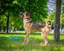 ROMA, Hund, Mischlingshund in Russische Föderation - Bild 36