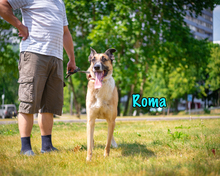ROMA, Hund, Mischlingshund in Russische Föderation - Bild 37
