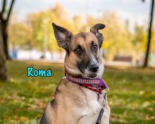 ROMA, Hund, Mischlingshund in Russische Föderation - Bild 38