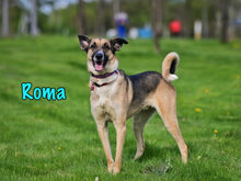 ROMA, Hund, Mischlingshund in Russische Föderation - Bild 5