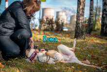 ROMA, Hund, Mischlingshund in Russische Föderation - Bild 6