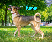 ROMA, Hund, Mischlingshund in Russische Föderation - Bild 7
