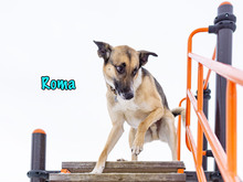 ROMA, Hund, Mischlingshund in Russische Föderation - Bild 8