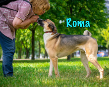 ROMA, Hund, Mischlingshund in Russische Föderation - Bild 9