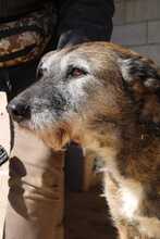 ARUNDO, Hund, Mischlingshund in Spanien - Bild 1