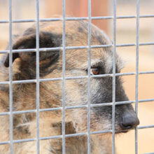 ARUNDO, Hund, Mischlingshund in Spanien - Bild 10