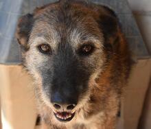 ARUNDO, Hund, Mischlingshund in Spanien - Bild 13