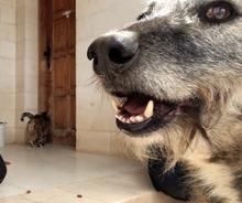 ARUNDO, Hund, Mischlingshund in Spanien - Bild 17