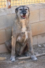 ARUNDO, Hund, Mischlingshund in Spanien - Bild 18