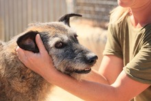 ARUNDO, Hund, Mischlingshund in Spanien - Bild 20