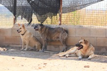 ARUNDO, Hund, Mischlingshund in Spanien - Bild 21