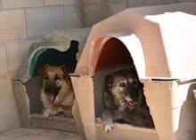 ARUNDO, Hund, Mischlingshund in Spanien - Bild 23
