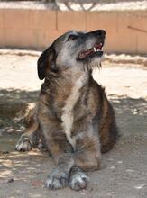 ARUNDO, Hund, Mischlingshund in Spanien - Bild 24